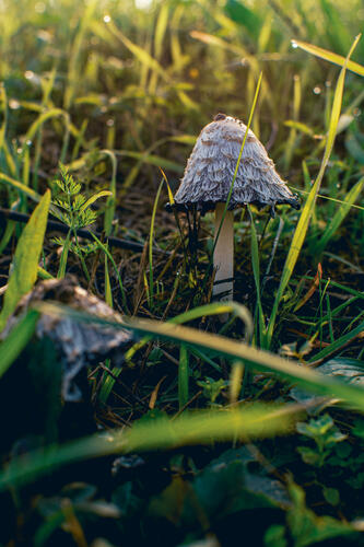 Autumn mushroom 2